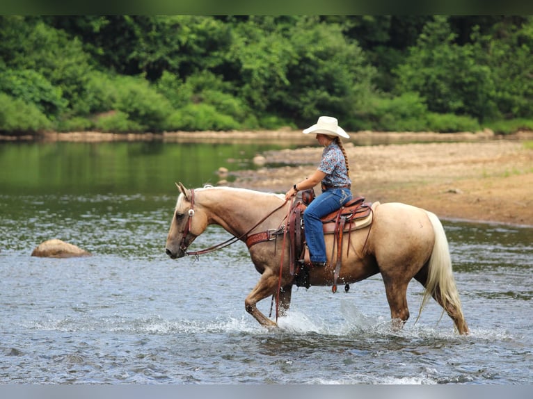American Quarter Horse Ruin 10 Jaar 155 cm Palomino in Clarion