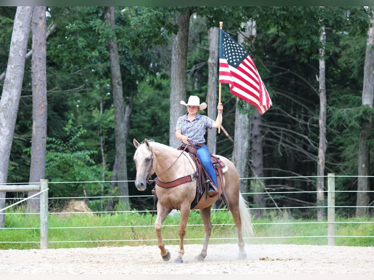 American Quarter Horse Ruin 10 Jaar 155 cm Palomino in Clarion