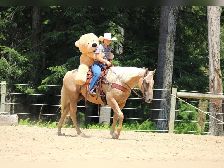 American Quarter Horse Ruin 10 Jaar 155 cm Palomino in Clarion