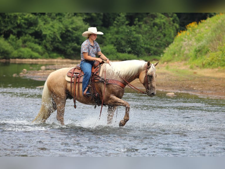 American Quarter Horse Ruin 10 Jaar 155 cm Palomino in Clarion
