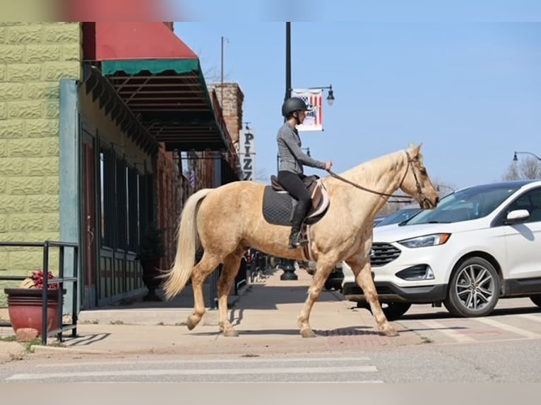 American Quarter Horse Ruin 10 Jaar 155 cm Palomino in Ripley