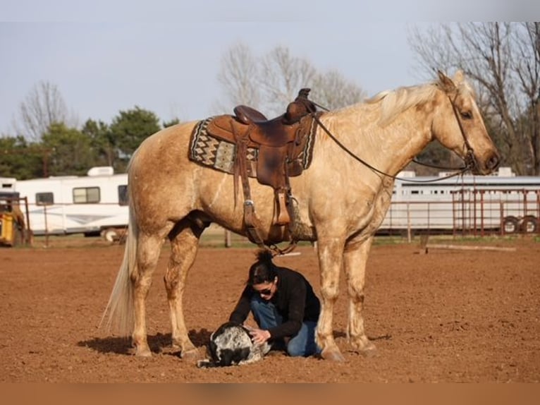 American Quarter Horse Ruin 10 Jaar 155 cm Palomino in Ripley