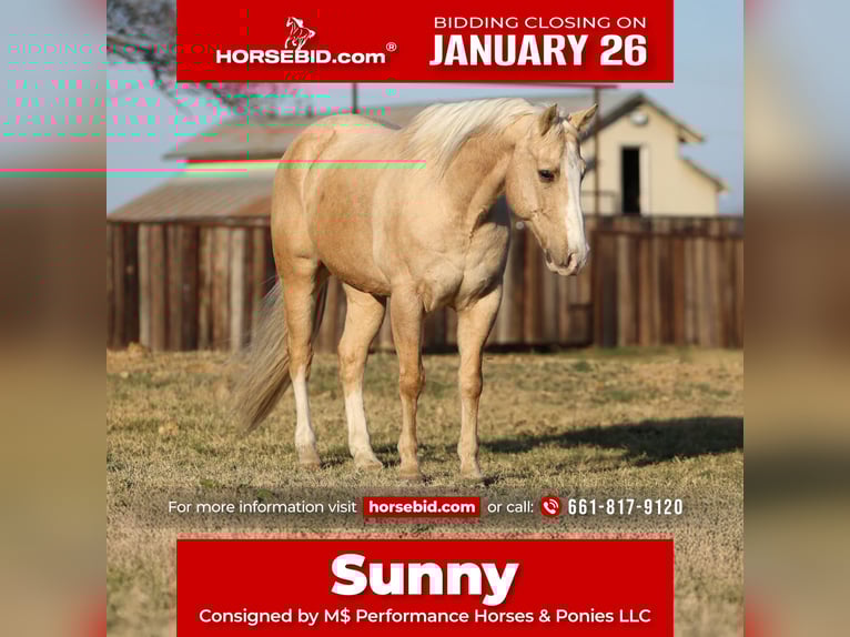 American Quarter Horse Ruin 10 Jaar 155 cm Palomino in Stephenville