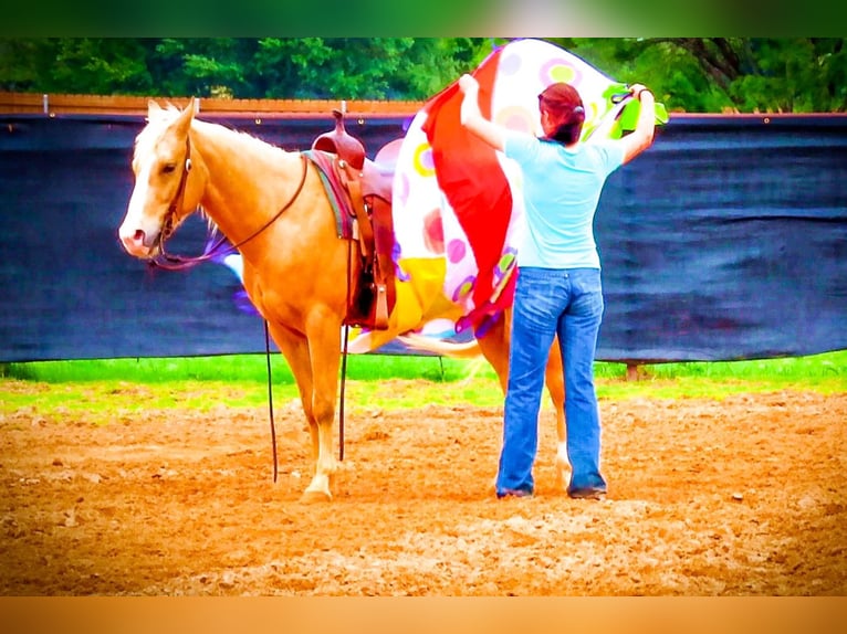 American Quarter Horse Ruin 10 Jaar 155 cm Palomino in Bluff Dale TX