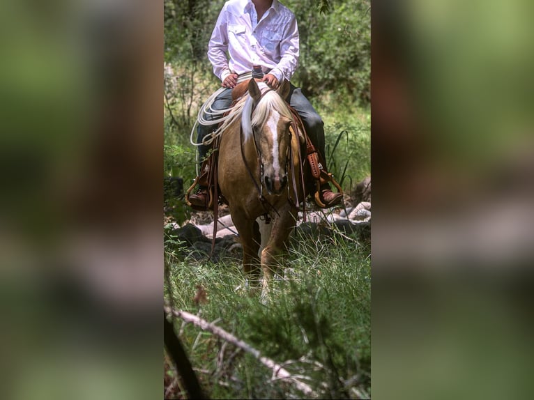 American Quarter Horse Ruin 10 Jaar 155 cm Palomino in Camp Verde. AZ