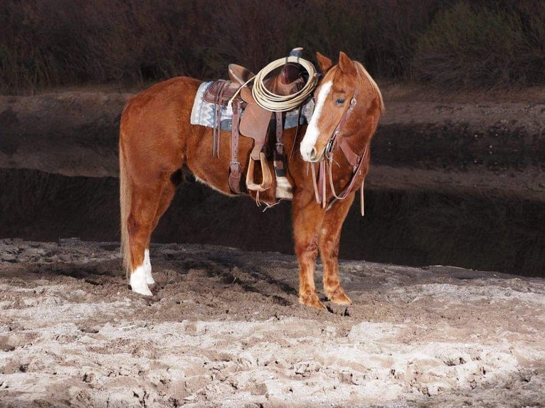 American Quarter Horse Ruin 10 Jaar 155 cm in Caballo, NM