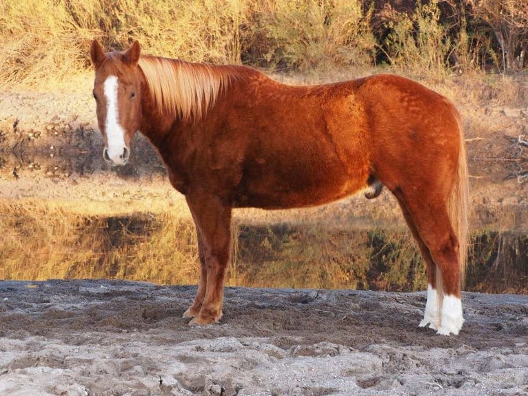 American Quarter Horse Ruin 10 Jaar 155 cm in Caballo, NM