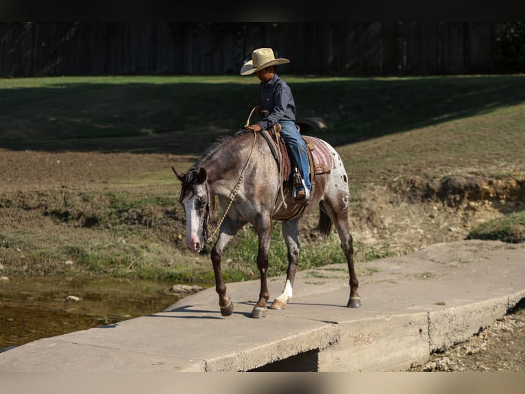 American Quarter Horse Ruin 10 Jaar 155 cm in Joshua