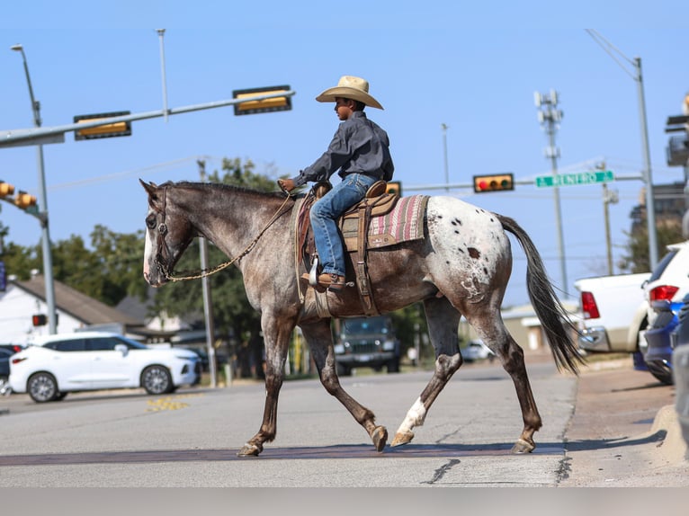 American Quarter Horse Ruin 10 Jaar 155 cm in Joshua