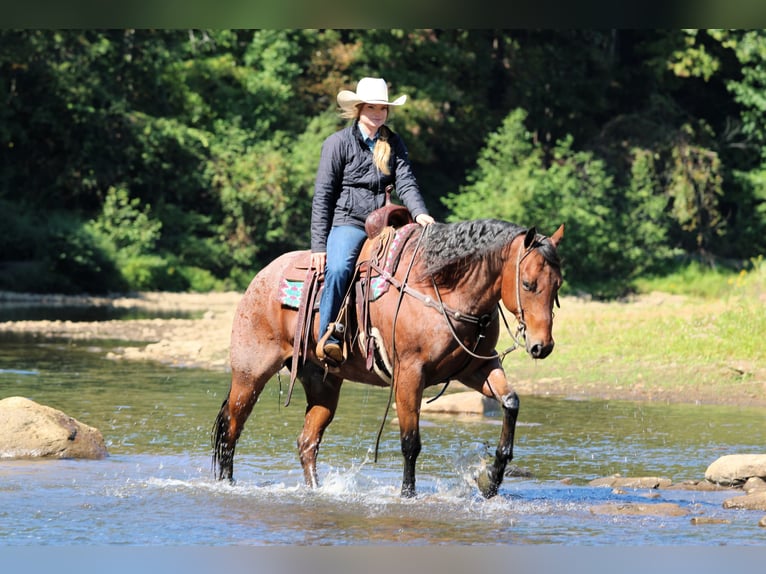 American Quarter Horse Ruin 10 Jaar 155 cm Roan-Bay in Clarion
