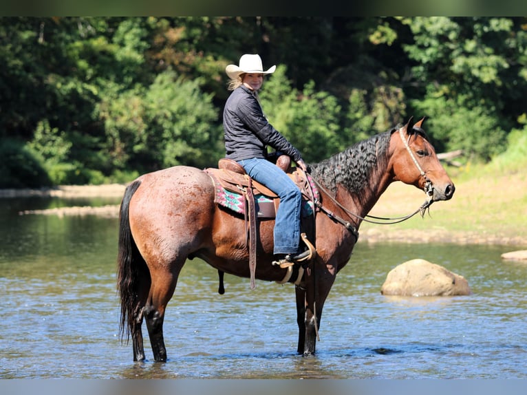 American Quarter Horse Ruin 10 Jaar 155 cm Roan-Bay in Clarion