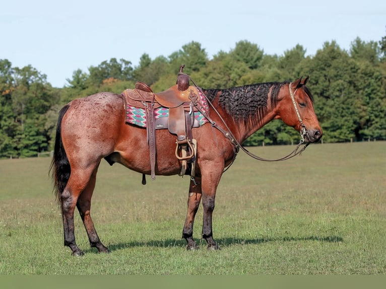 American Quarter Horse Ruin 10 Jaar 155 cm Roan-Bay in Clarion