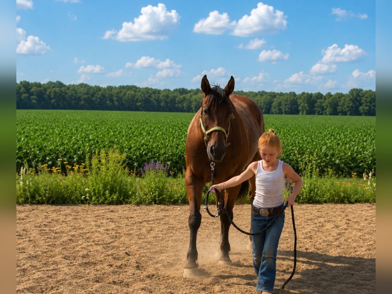 American Quarter Horse Ruin 10 Jaar 155 cm Roan-Bay in Saint Joe