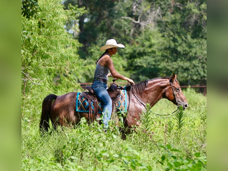 American Quarter Horse Ruin 10 Jaar 155 cm Roan-Bay in Athens TX