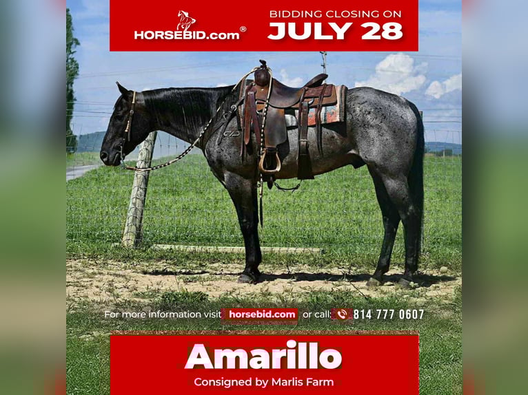 American Quarter Horse Ruin 10 Jaar 155 cm Roan-Blue in Rebersburg