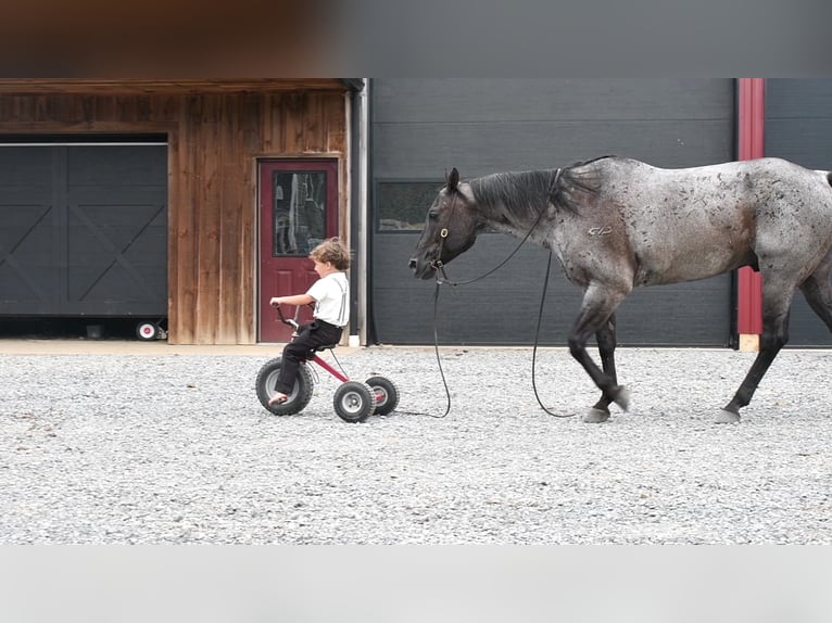 American Quarter Horse Ruin 10 Jaar 155 cm Roan-Blue in Rebersburg