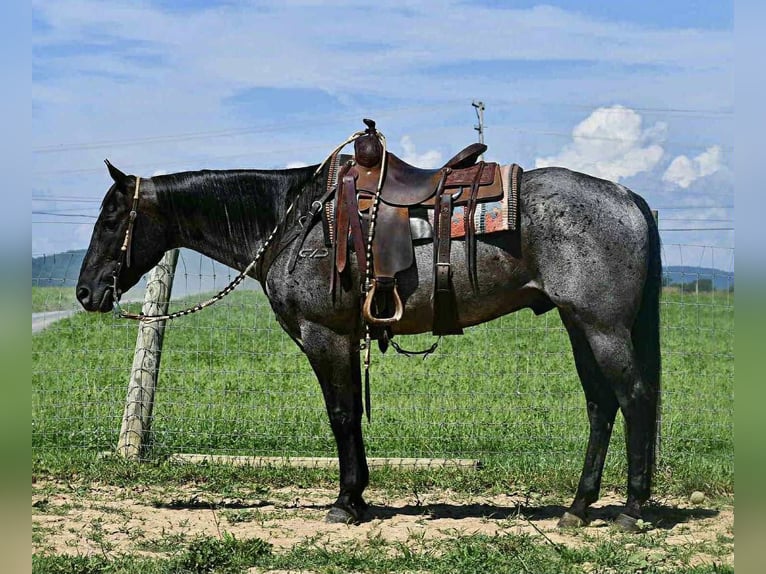 American Quarter Horse Ruin 10 Jaar 155 cm Roan-Blue in Rebersburg