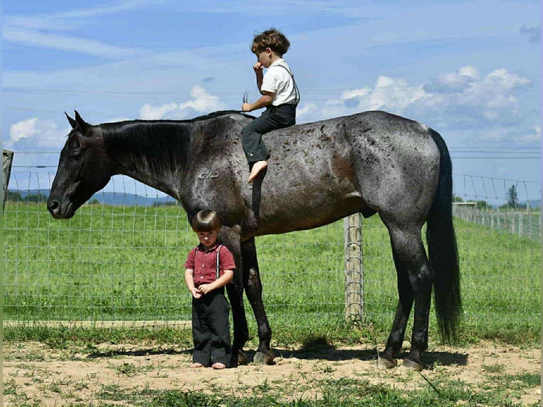 American Quarter Horse Ruin 10 Jaar 155 cm Roan-Blue in Rebersburg