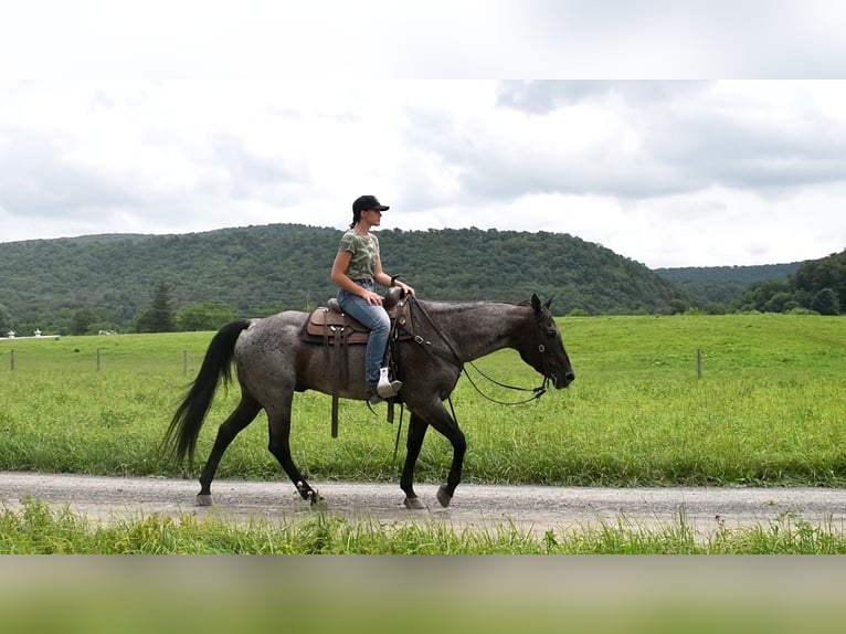American Quarter Horse Ruin 10 Jaar 155 cm Roan-Blue in Rebersburg