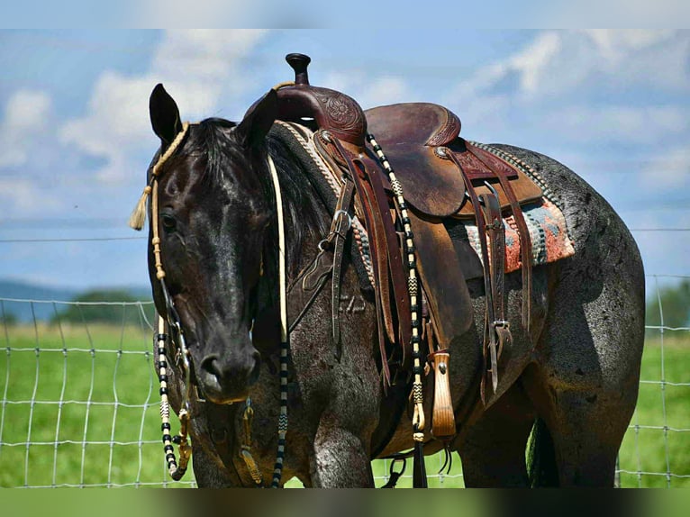 American Quarter Horse Ruin 10 Jaar 155 cm Roan-Blue in Rebersburg