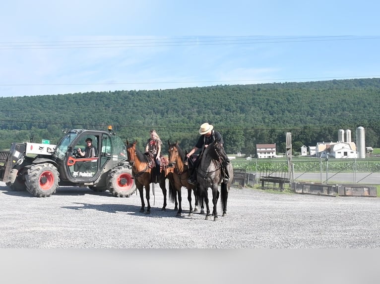 American Quarter Horse Ruin 10 Jaar 155 cm Roan-Blue in Rebersburg