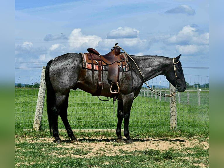 American Quarter Horse Ruin 10 Jaar 155 cm Roan-Blue in Rebersburg