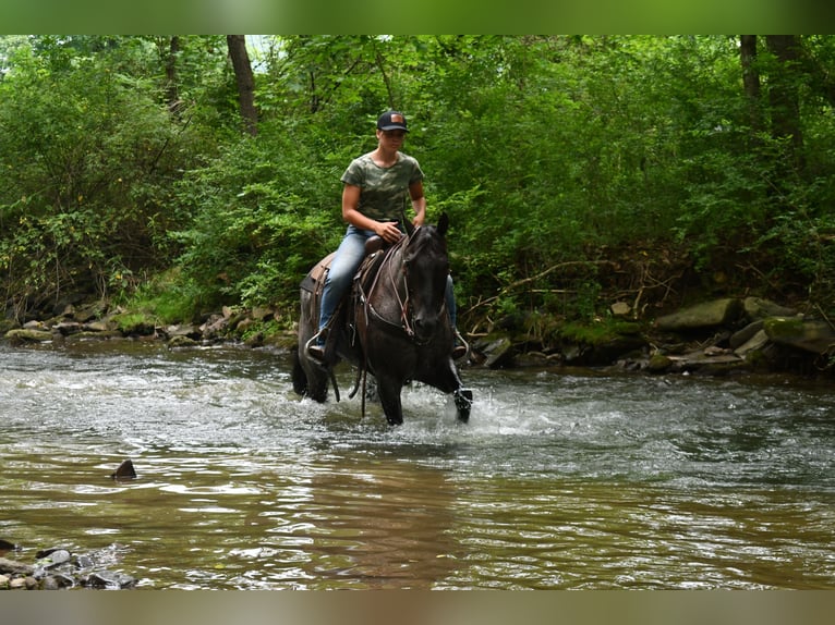 American Quarter Horse Ruin 10 Jaar 155 cm Roan-Blue in Rebersburg