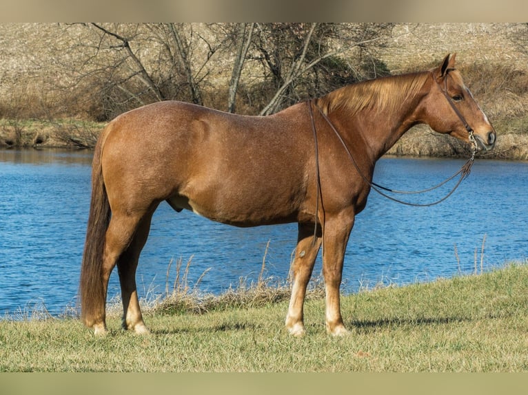 American Quarter Horse Ruin 10 Jaar 155 cm Roan-Red in Henderson