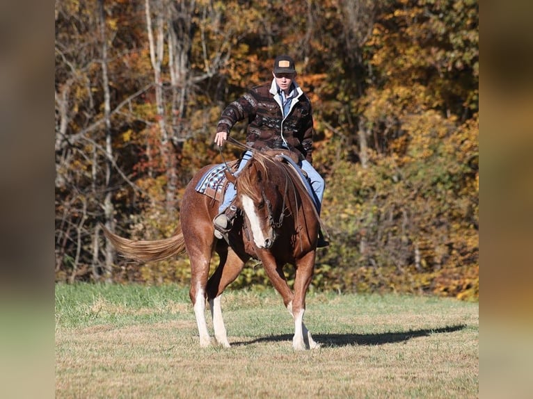 American Quarter Horse Ruin 10 Jaar 155 cm Roan-Red in Level Green KY