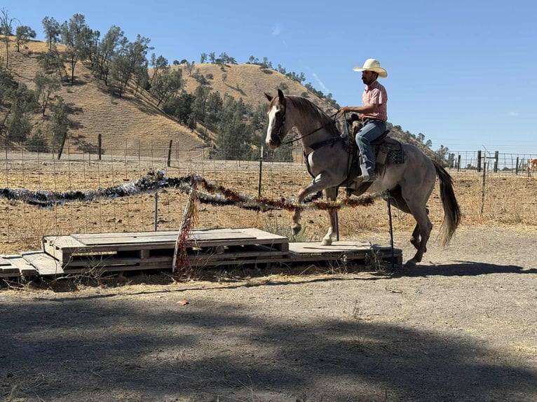 American Quarter Horse Ruin 10 Jaar 155 cm Roan-Red in Paicines CA