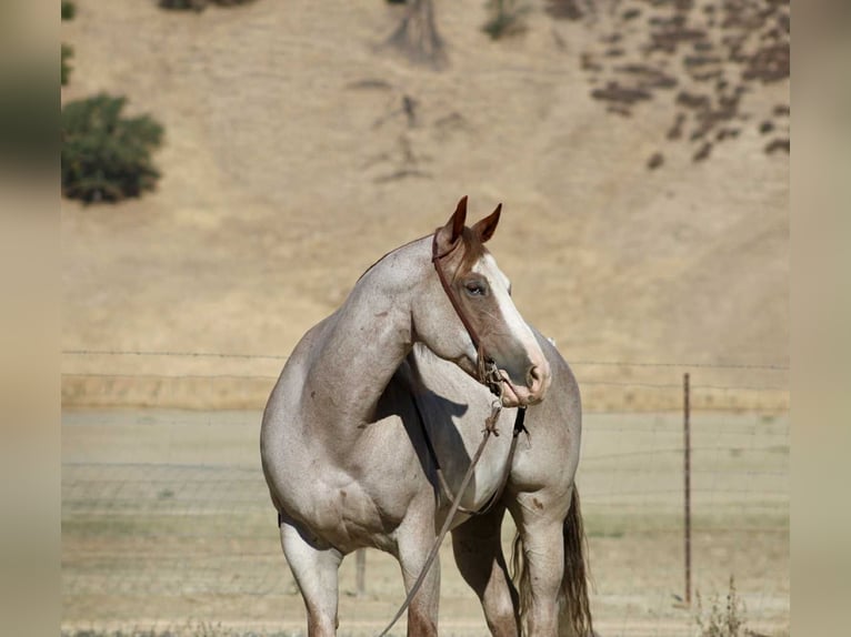 American Quarter Horse Ruin 10 Jaar 155 cm Roan-Red in Paicines CA