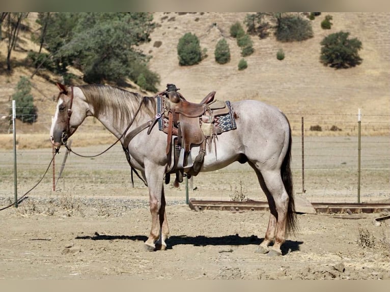 American Quarter Horse Ruin 10 Jaar 155 cm Roan-Red in Paicines CA