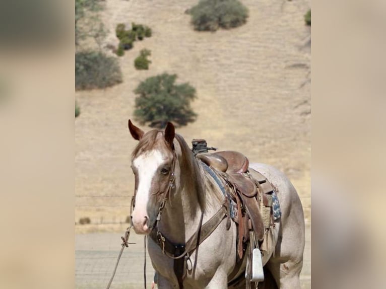 American Quarter Horse Ruin 10 Jaar 155 cm Roan-Red in Paicines CA