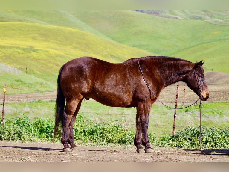 American Quarter Horse Ruin 10 Jaar 155 cm Roodbruin in Tres Pinos