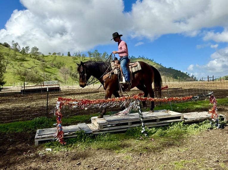American Quarter Horse Ruin 10 Jaar 155 cm Roodbruin in Tres Pinos