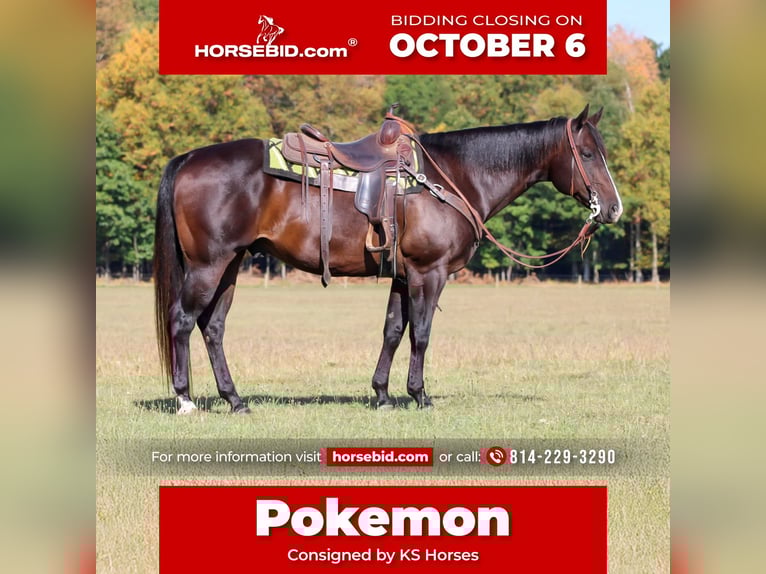 American Quarter Horse Ruin 10 Jaar 155 cm Roodbruin in Clarion, PA