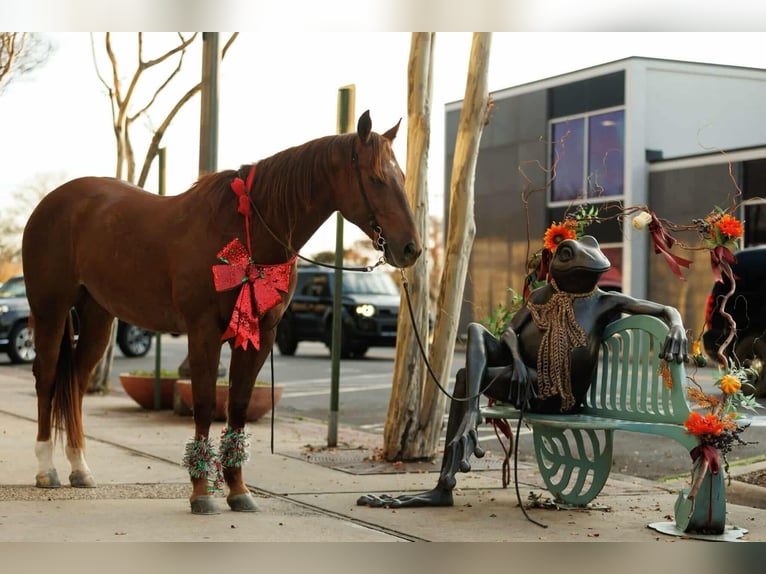 American Quarter Horse Ruin 10 Jaar 155 cm Roodvos in Quitman