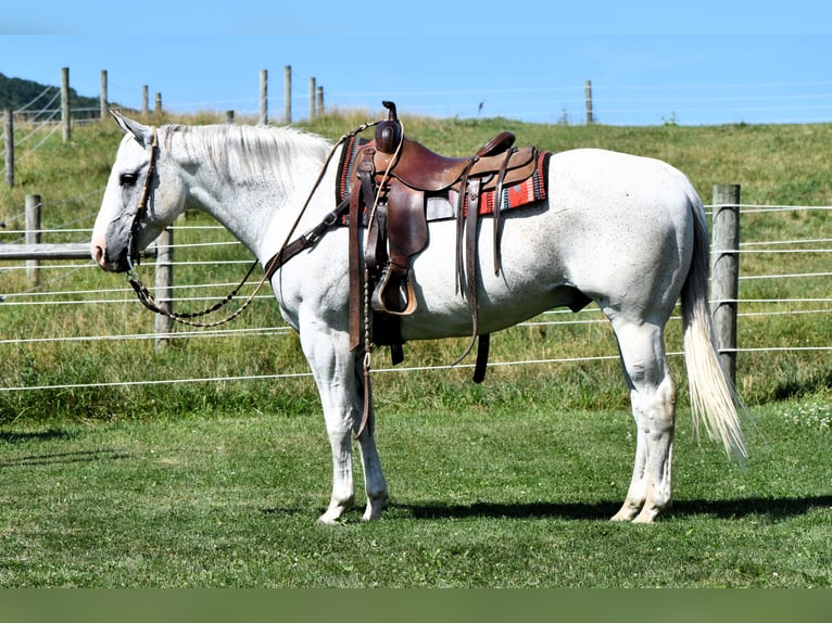 American Quarter Horse Ruin 10 Jaar 155 cm Schimmel in Rebersburg