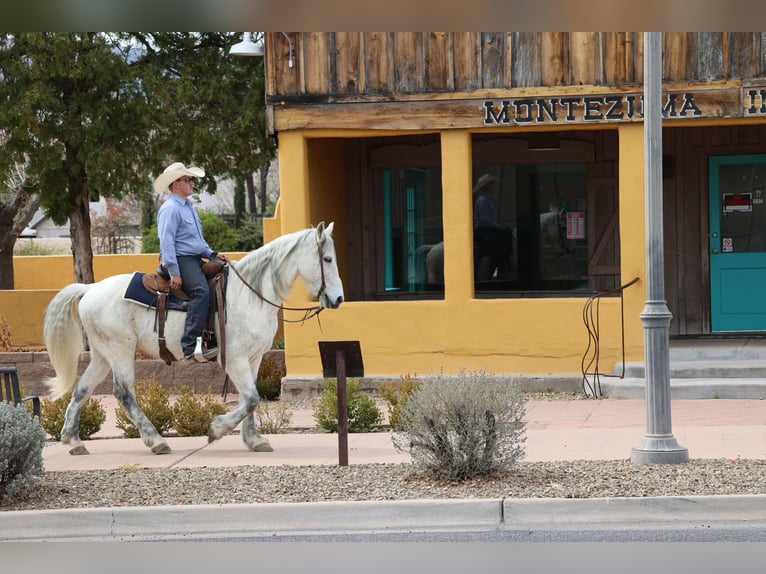 American Quarter Horse Ruin 10 Jaar 155 cm Schimmel in Camp Verde AZ