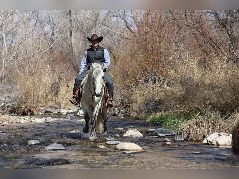 American Quarter Horse Ruin 10 Jaar 155 cm Schimmel in Camp Verde AZ