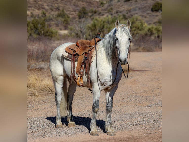 American Quarter Horse Ruin 10 Jaar 155 cm Schimmel in Camp Verde AZ