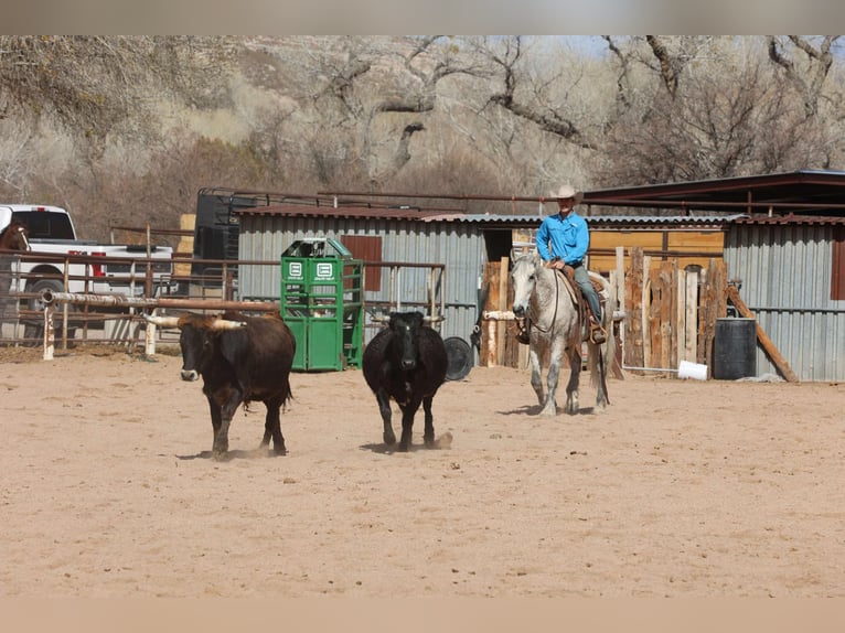 American Quarter Horse Ruin 10 Jaar 155 cm Schimmel in Camp Verde AZ