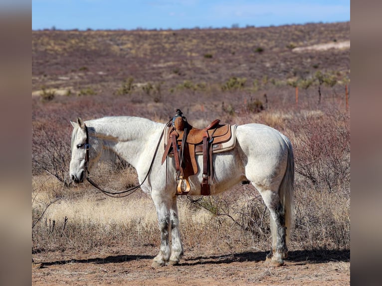 American Quarter Horse Ruin 10 Jaar 155 cm Schimmel in Camp Verde AZ