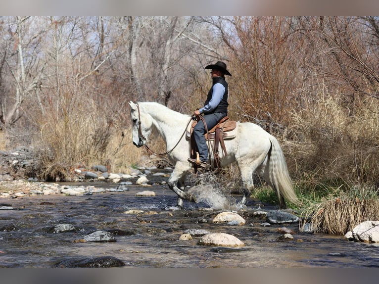 American Quarter Horse Ruin 10 Jaar 155 cm Schimmel in Camp Verde AZ