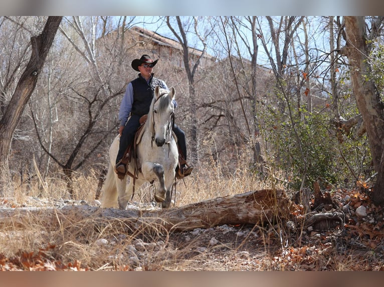 American Quarter Horse Ruin 10 Jaar 155 cm Schimmel in Camp Verde AZ