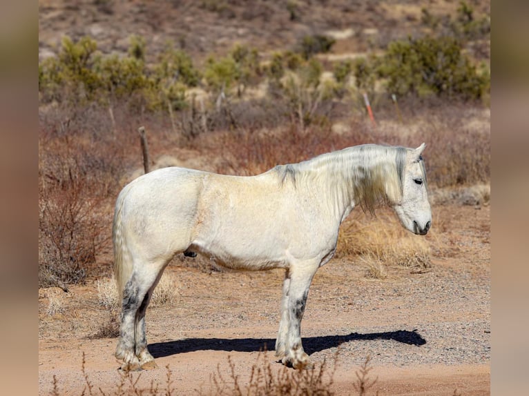 American Quarter Horse Ruin 10 Jaar 155 cm Schimmel in Camp Verde AZ