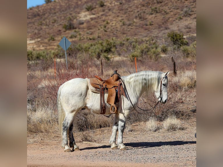 American Quarter Horse Ruin 10 Jaar 155 cm Schimmel in Camp Verde AZ