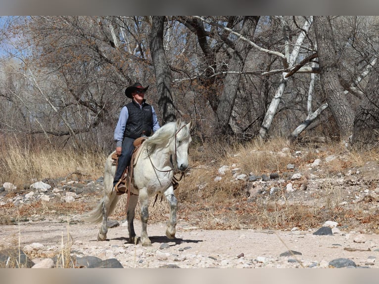 American Quarter Horse Ruin 10 Jaar 155 cm Schimmel in Camp Verde AZ