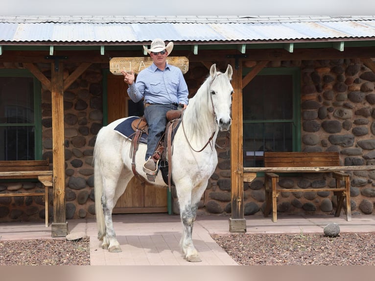 American Quarter Horse Ruin 10 Jaar 155 cm Schimmel in Camp Verde AZ