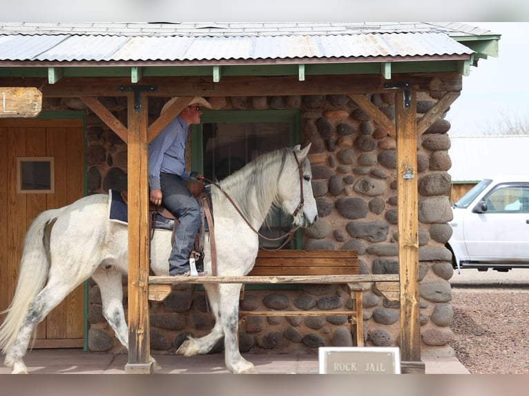 American Quarter Horse Ruin 10 Jaar 155 cm Schimmel in Camp Verde AZ